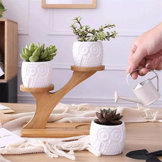 White Ceramic Succulent Pots with Bamboo Stand - 4 Styles Available - ShopElegancyPlant TrayWhiteWhite Ceramic Succulent Pots with Bamboo Stand - 4 Styles Available